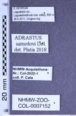 Etiketten zu Adrastus samedovi (Dolin & Agaev, 1974) (NHMW-ZOO-COL-0007152)